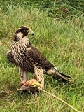 ENQUIRIES WELCOME FOR 2022 PEREGRINE FALCONS
