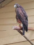 2017 HARRIS HAWK X BUZZARD (HAZZARD)