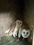 2024 MALE & FEMALE BARN OWLS