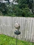 2025 MALE SAKER FALCON